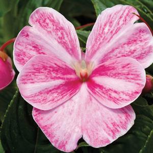 Impatiens New Guinea Sonic Magic Pink