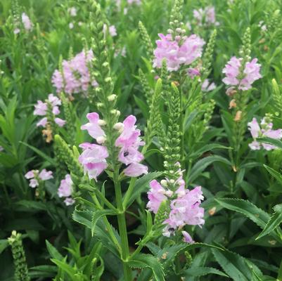 Physostegia 'Pink Manners'