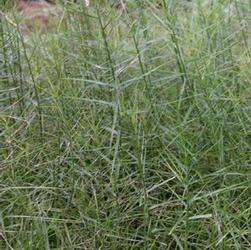 Carex mus. Little Midge
