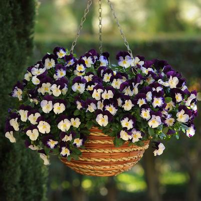 Pansy Cool Wave Hanging Basket 'Violet Wing'