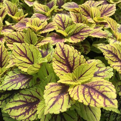 Coleus Sunlover Group 'Gays Delight'
