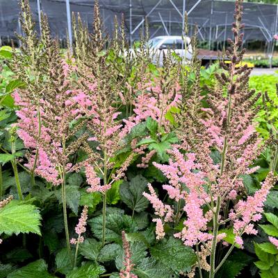 Astilbe chi. 'Vision in Pink'