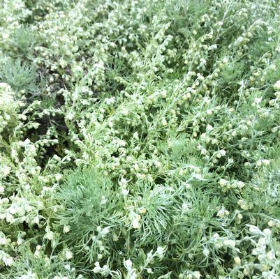 Artemisia 'Silver Mound'