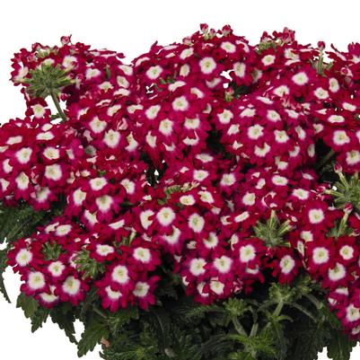 Verbena Hanging Baskets