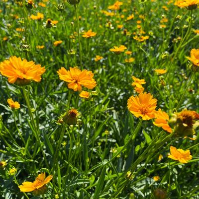 Coreopsis lanceolata