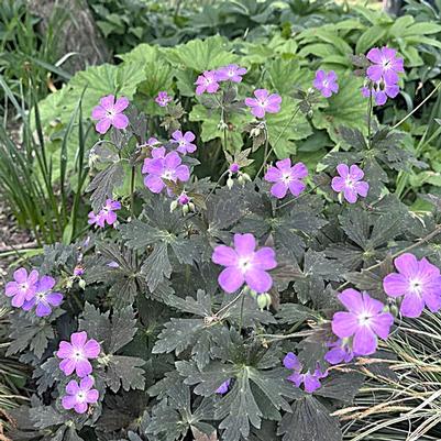 Geranium mac. Dark Roast