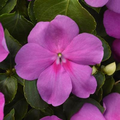 Impatiens Beacon Blue Pearl