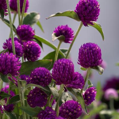Gomphrena Ping Pong Purple