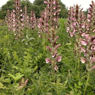 Acanthus hungaricus 