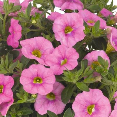 Calibrachoa Aloha Kona Soft Pink