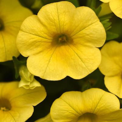 Calibrachoa Cha-Cha Yellow