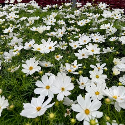 Cosmos Sonata Group White