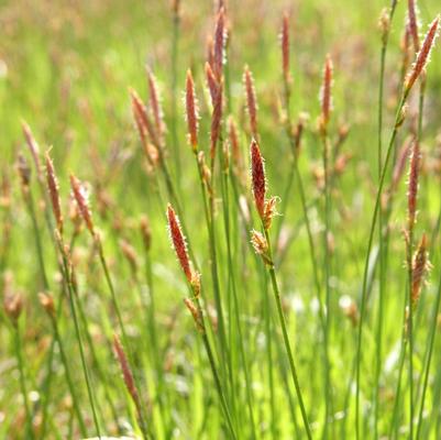 Carex pennsylvanica 