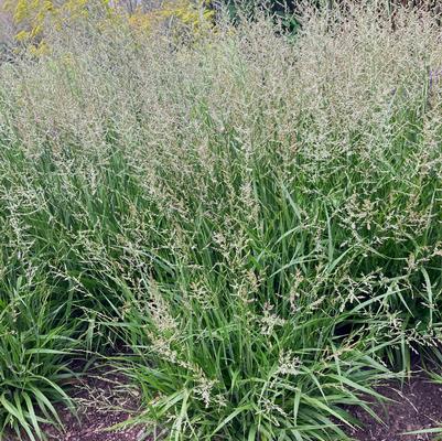 Calamagrostis Cheju- Do