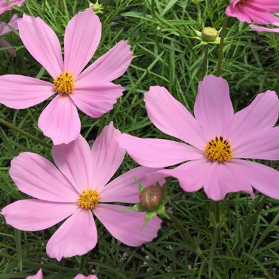 Cosmos Sonata Group Pink