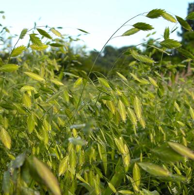 Chasmanthium latifolium 