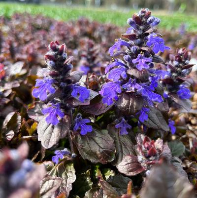 Ajuga Black Scallop