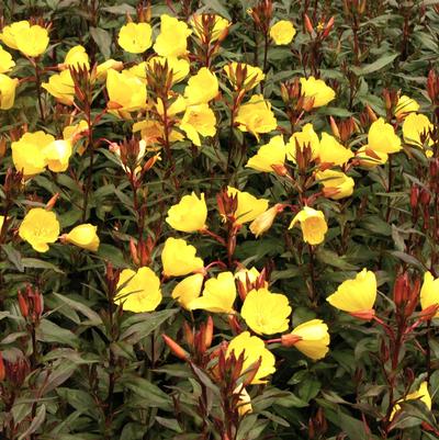 Oenothera fru. Fireworks