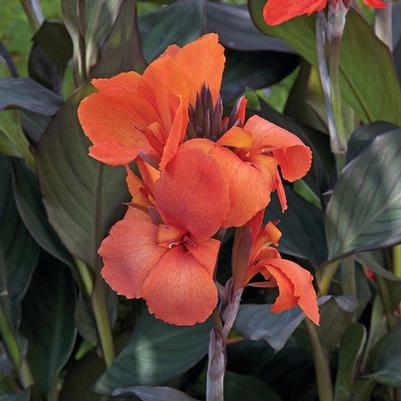 Canna Cannova Bronze Orange