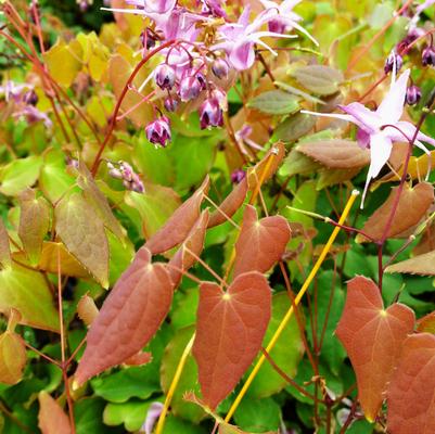 Epimedium gra. Lilafee