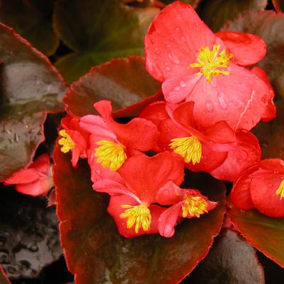 Begonia Cocktail Vodka