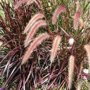 Pennisetum setaceum Rubrum