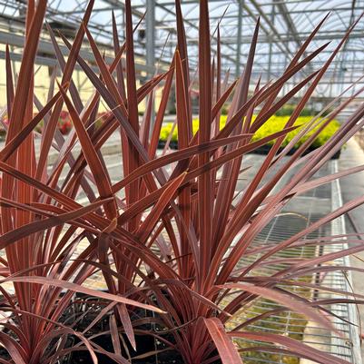 Cordyline Red Star