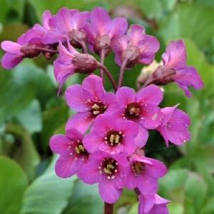 Bergenia cordifolia 