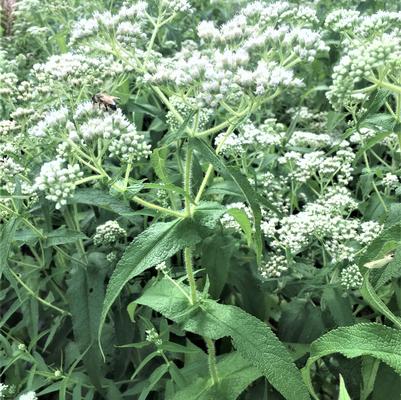 Eupatorium perfoliatum 