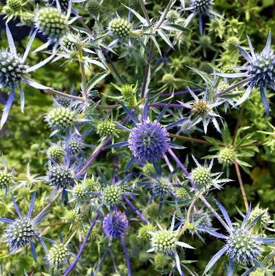 Eryngium Blue Cap