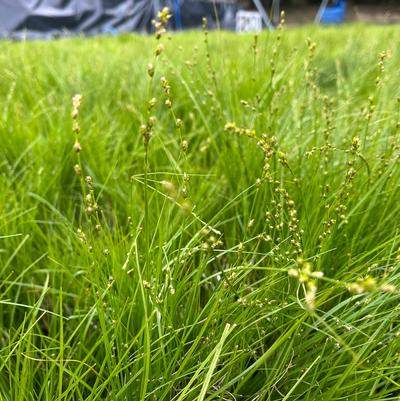 Carex rosea 