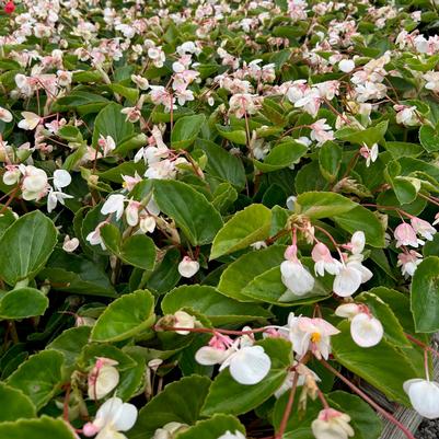 Begonia Dragon Wing White