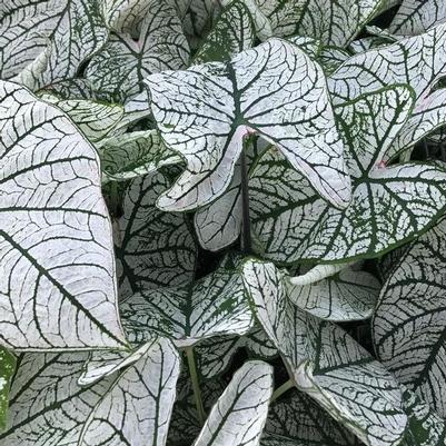 Caladium Candidum