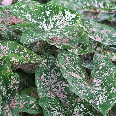 Caladium Florida Elise