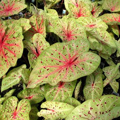 Caladium Miss Muffet