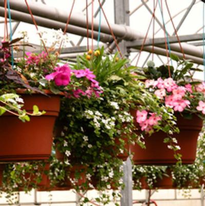 Hanging Baskets