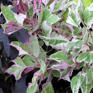 Ipomoea Tricolor