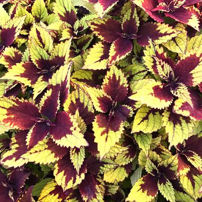 Coleus Pineapple