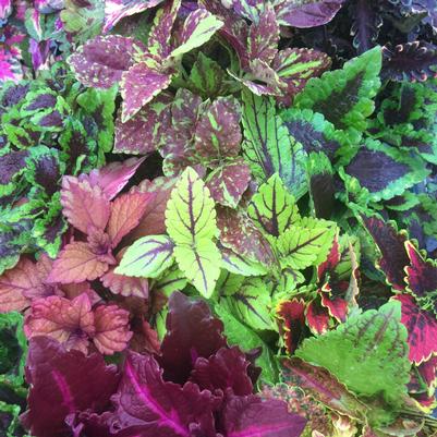 Coleus Mix