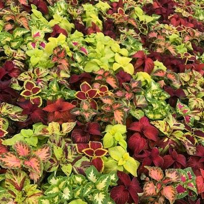 Coleus Wizard Mix