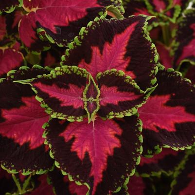 Coleus Heartbreaker