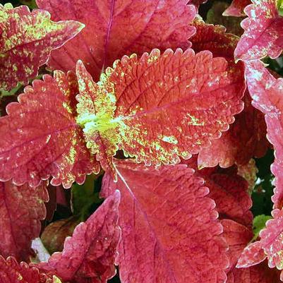 Coleus Sunset