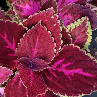 Coleus Solar Red