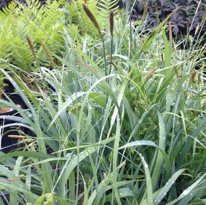 Carex lax. Bunny Blue