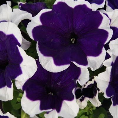 Petunia Limbo GP Blue Picotee