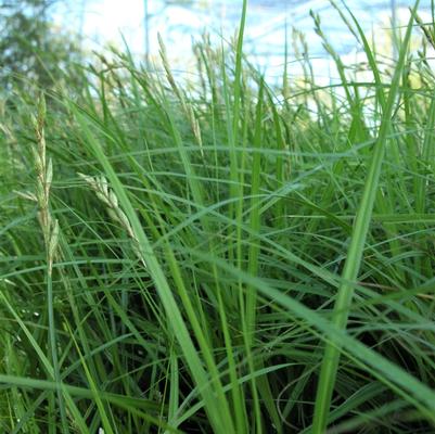 Carex muskingumensis 