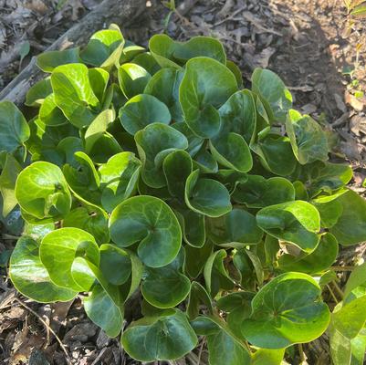 Asarum europaeum 