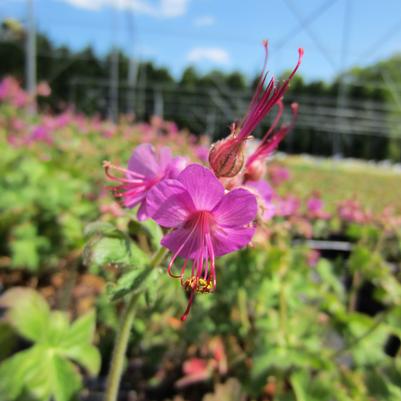 Geranium macr. Bevan's Variety