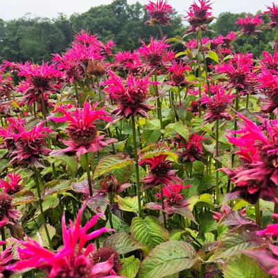 Monarda did. Raspberry Wine