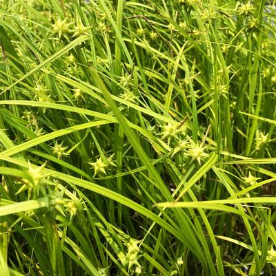 Carex grayi 